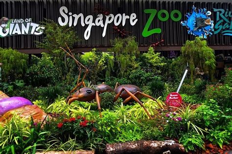 singapore zoo website official